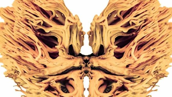 RADIO LSD – Albert Hofmann’s trip: l’audiofiction finalmente disponibile online