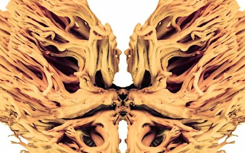 RADIO LSD – Albert Hofmann’s trip: l’audiofiction finalmente disponibile online